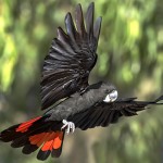 红尾黑凤头鹦鹉-缩略图-1