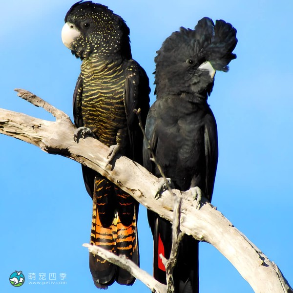 红尾黑凤头鹦鹉-2