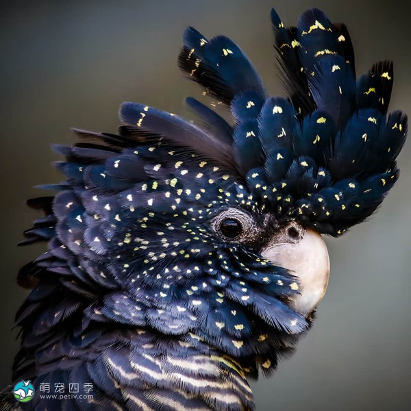 红尾黑凤头鹦鹉-3