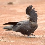 红尾黑凤头鹦鹉-缩略图-4