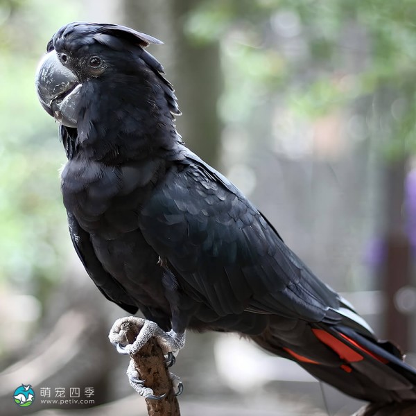 红尾黑凤头鹦鹉-5