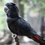 红尾黑凤头鹦鹉-缩略图-5