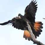 红尾黑凤头鹦鹉-缩略图-6