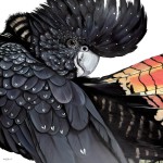 红尾黑凤头鹦鹉-缩略图-7