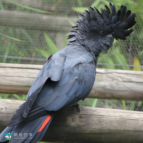 红尾黑凤头鹦鹉-8