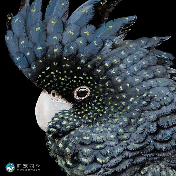 红尾黑凤头鹦鹉-9