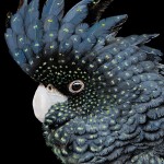 红尾黑凤头鹦鹉-缩略图-9