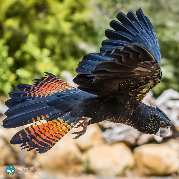 红尾黑凤头鹦鹉-10