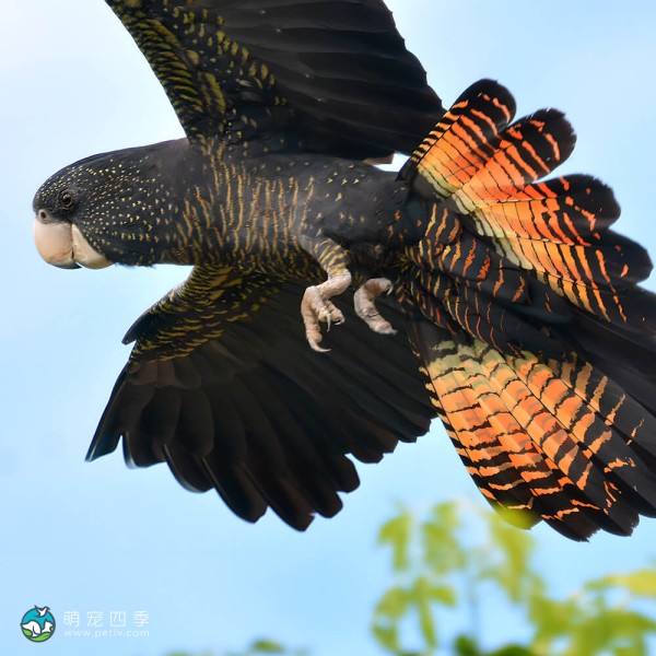 红尾黑凤头鹦鹉-11