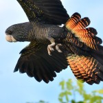 红尾黑凤头鹦鹉-缩略图-11