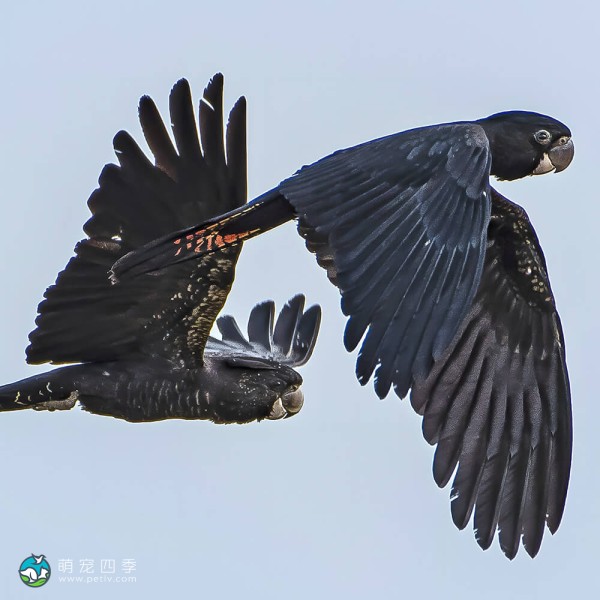 红尾黑凤头鹦鹉-12