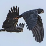 红尾黑凤头鹦鹉-缩略图-12