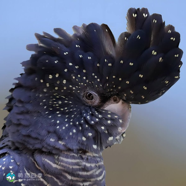 红尾黑凤头鹦鹉-13