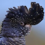 红尾黑凤头鹦鹉-缩略图-13