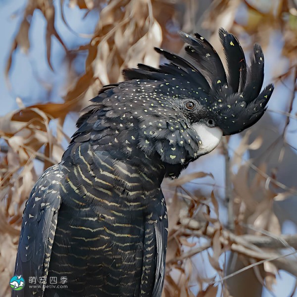 红尾黑凤头鹦鹉-14