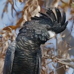 红尾黑凤头鹦鹉-缩略图-14