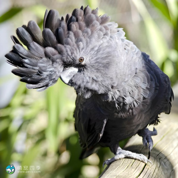 红尾黑凤头鹦鹉-15