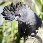 红尾黑凤头鹦鹉-缩略图-15