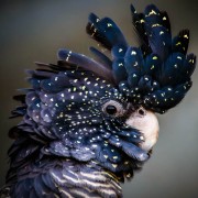 红尾黑凤头鹦鹉