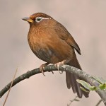 画眉鸟-缩略图-2