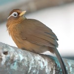 画眉鸟-缩略图-3