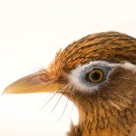 画眉鸟-缩略图-4