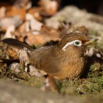 画眉鸟-缩略图-5