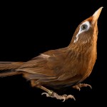 画眉鸟-缩略图-6