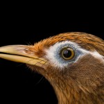 画眉鸟-缩略图-7