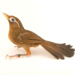 画眉鸟-缩略图-8