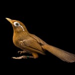 画眉鸟-缩略图-9