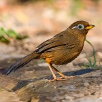 画眉鸟-缩略图-10