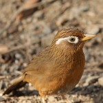 画眉鸟-缩略图-11