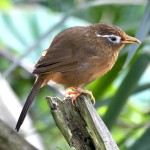 画眉鸟-缩略图-12