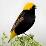 黄顶寡妇鸟-缩略图-1