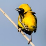 黄顶寡妇鸟-缩略图-2