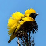 黄顶寡妇鸟-缩略图-3