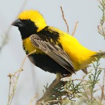 黄顶寡妇鸟-缩略图-5