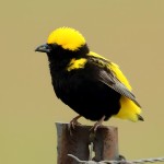 黄顶寡妇鸟-缩略图-6