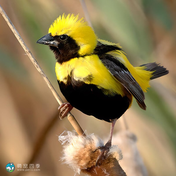 黄顶寡妇鸟-7