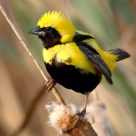 黄顶寡妇鸟-缩略图-7