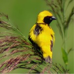 黄顶寡妇鸟-缩略图-9