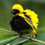 黄顶寡妇鸟-缩略图-11