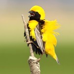 黄顶寡妇鸟-缩略图-12