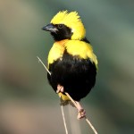 黄顶寡妇鸟-缩略图-13