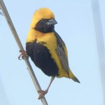 黄顶寡妇鸟-缩略图-14