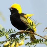 黄顶寡妇鸟-缩略图-15