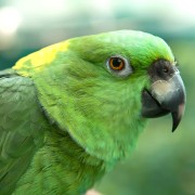 黄颈亚马逊鹦鹉