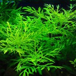 水罗兰-缩略图-3