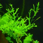 水罗兰-缩略图-6